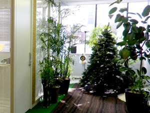 とにかく緑（植物）が多いオフィス内